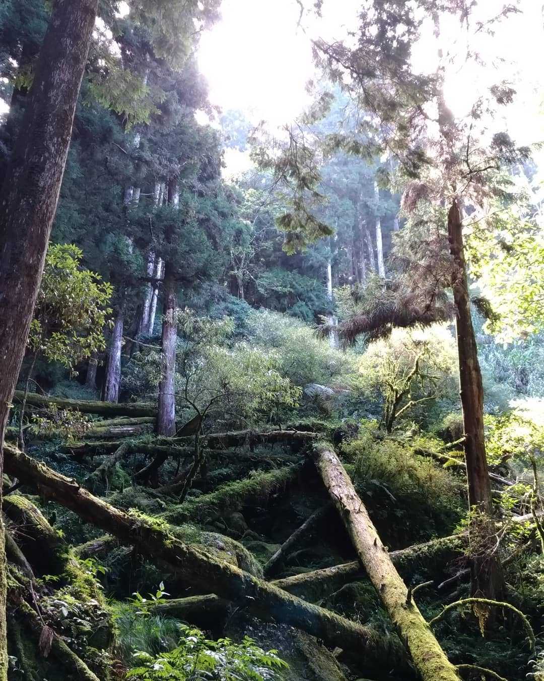 阿溪縱走懶人包|秒懂如何從阿里山走到杉林溪,親眼目睹水漾森林迷幻的視覺饗宴 阿溪縱走懶人包|秒懂如何從阿里山走到杉林溪,親眼目睹水漾森林迷幻的視覺饗宴