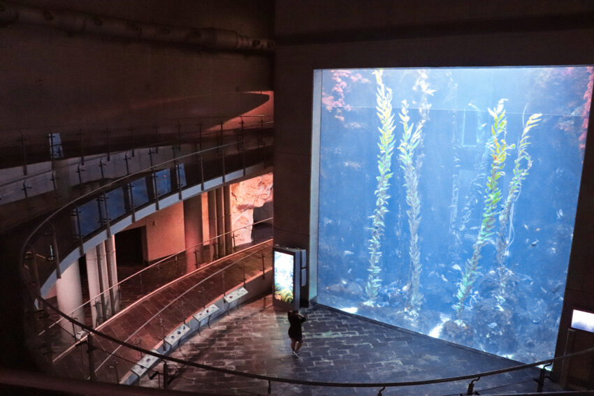 【台灣水族館攻略】人氣水族館不只有Xpark！從北到南、從東到離島，來趟水族館一日遊