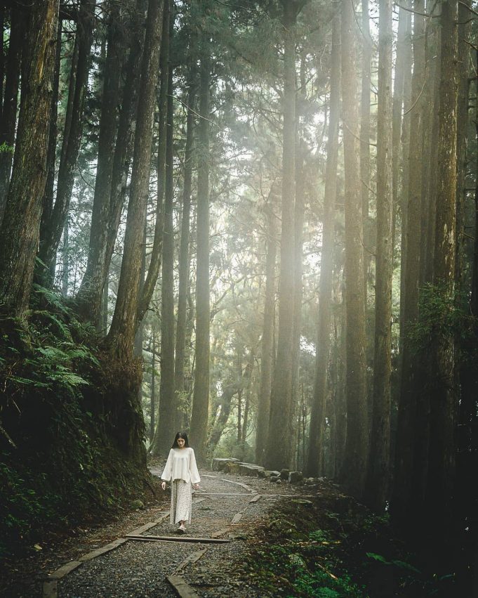 嘉義阿里山步道10選,走夢幻茶園、熱門步道享受群山環繞與落日夕陽相伴 嘉義阿里山步道10選,走夢幻茶園、熱門步道享受群山環繞與落日夕陽相伴