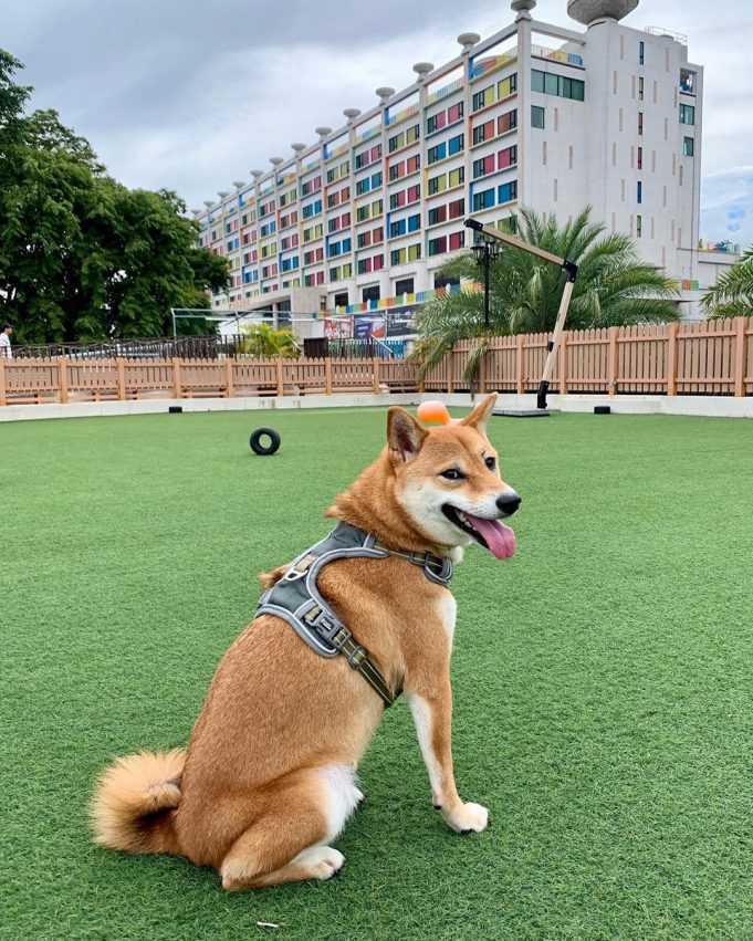 麗寶Outlet Mall【購物、美食、下午茶、IG打卡】室內約會、親子遊一次滿足 麗寶二期寵物樂園