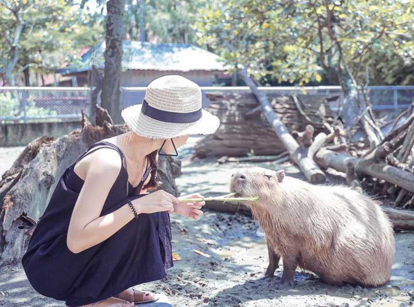 頑皮世界野生動物園門票優惠、水豚君互動體驗、遊樂設施、交通接駁車預約