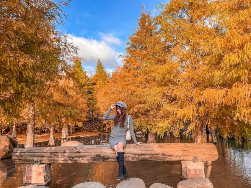 全台落羽松景點|網羅台灣落羽松秘境/落羽松大道、秋冬賞季期懶人包,快來一場唯美浪漫之旅吧! 全台落羽松景點|網羅台灣落羽松秘境/落羽松大道、秋冬賞季期懶人包,快來一場唯美浪漫之旅吧!