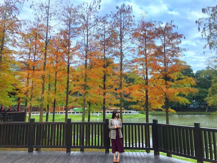 全台落羽松景點|網羅台灣落羽松秘境/落羽松大道、秋冬賞季期懶人包,快來一場唯美浪漫之旅吧! 全台落羽松景點|網羅台灣落羽松秘境/落羽松大道、秋冬賞季期懶人包,快來一場唯美浪漫之旅吧!