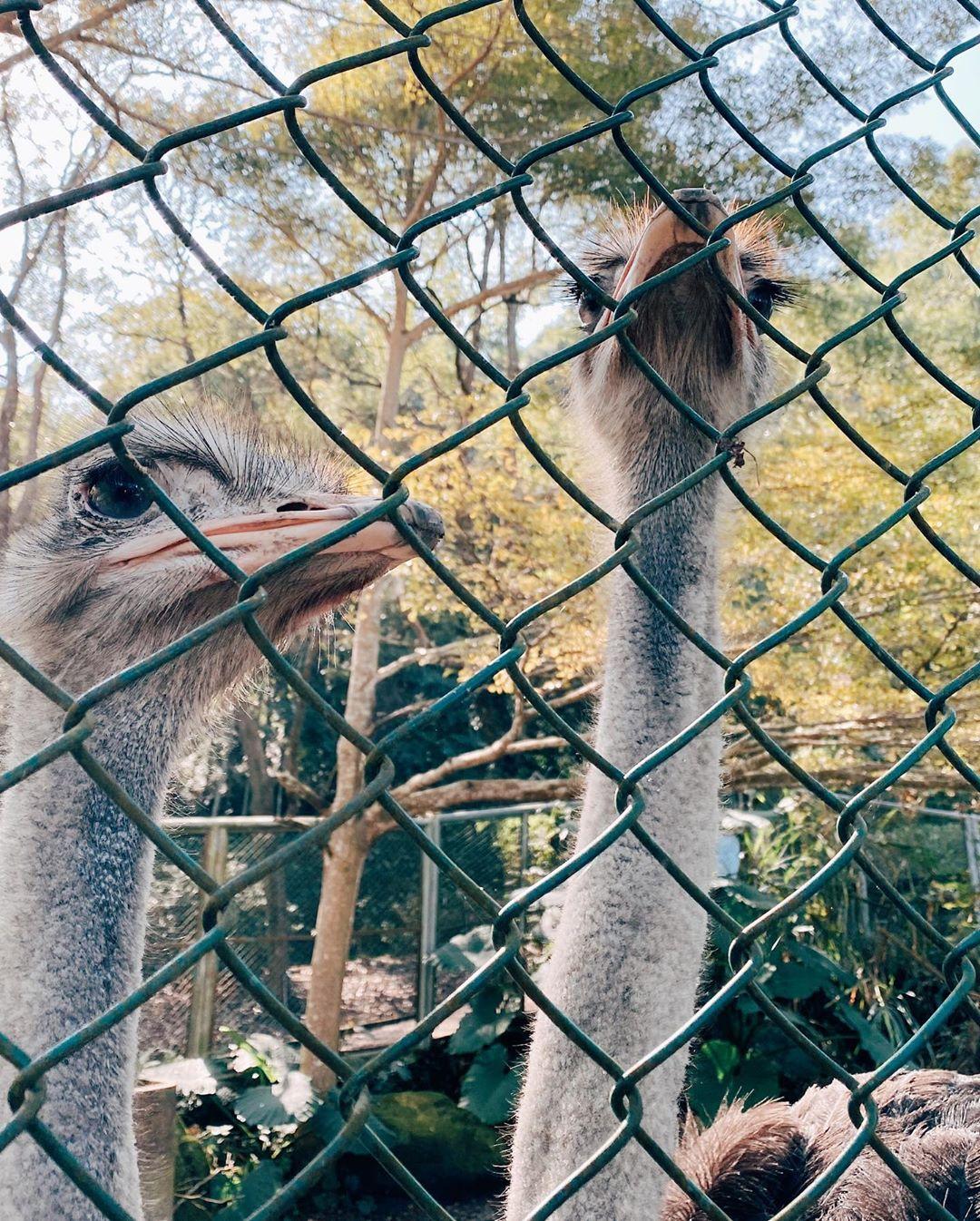 森林好好玩 森林好好玩 | 中部5大森林遊樂區景點推薦，必玩活博物館 ! 10 2026