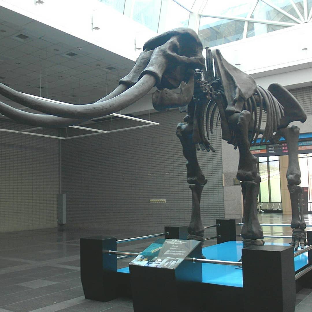 台中科博館門票優惠,必看木乃伊&恐龍展、植物園,滿足你的好奇心 台中科博館門票優惠,必看木乃伊&恐龍展、植物園,滿足你的好奇心