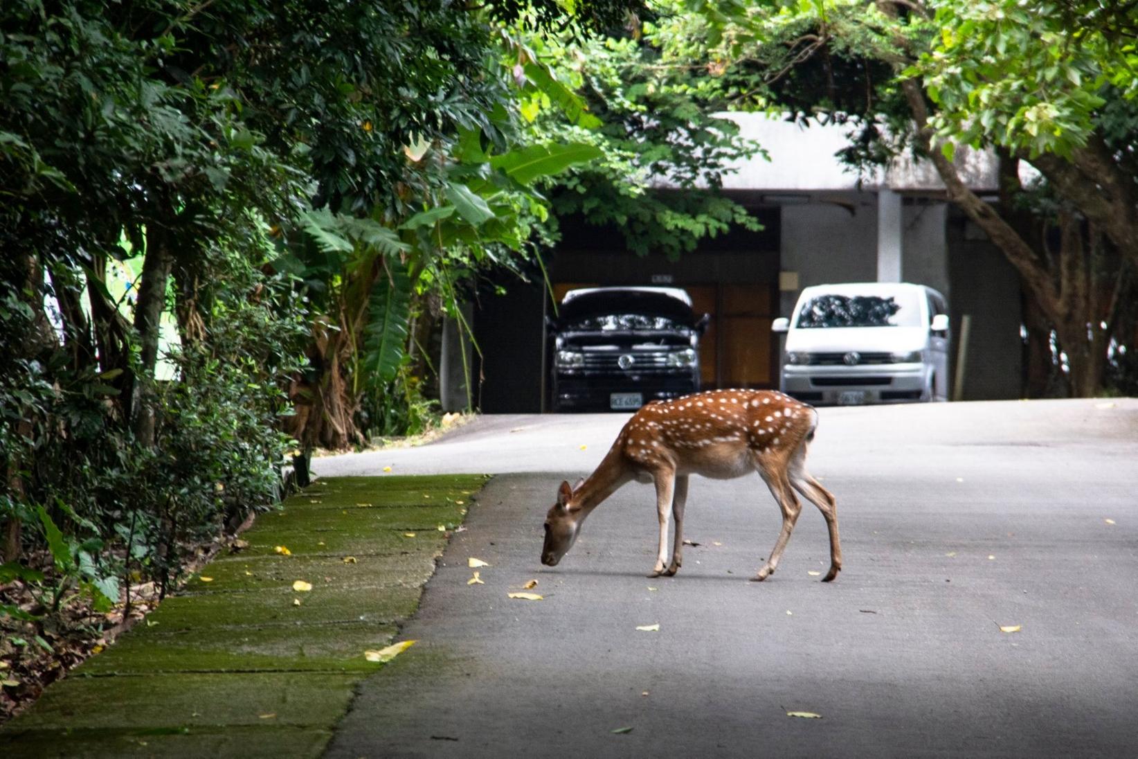 南部森林遊樂區 【南部森林遊樂區】台灣南部 5 座森林遊樂區，天然的活博物館，散步森林步道中享受芬多精 1 2026