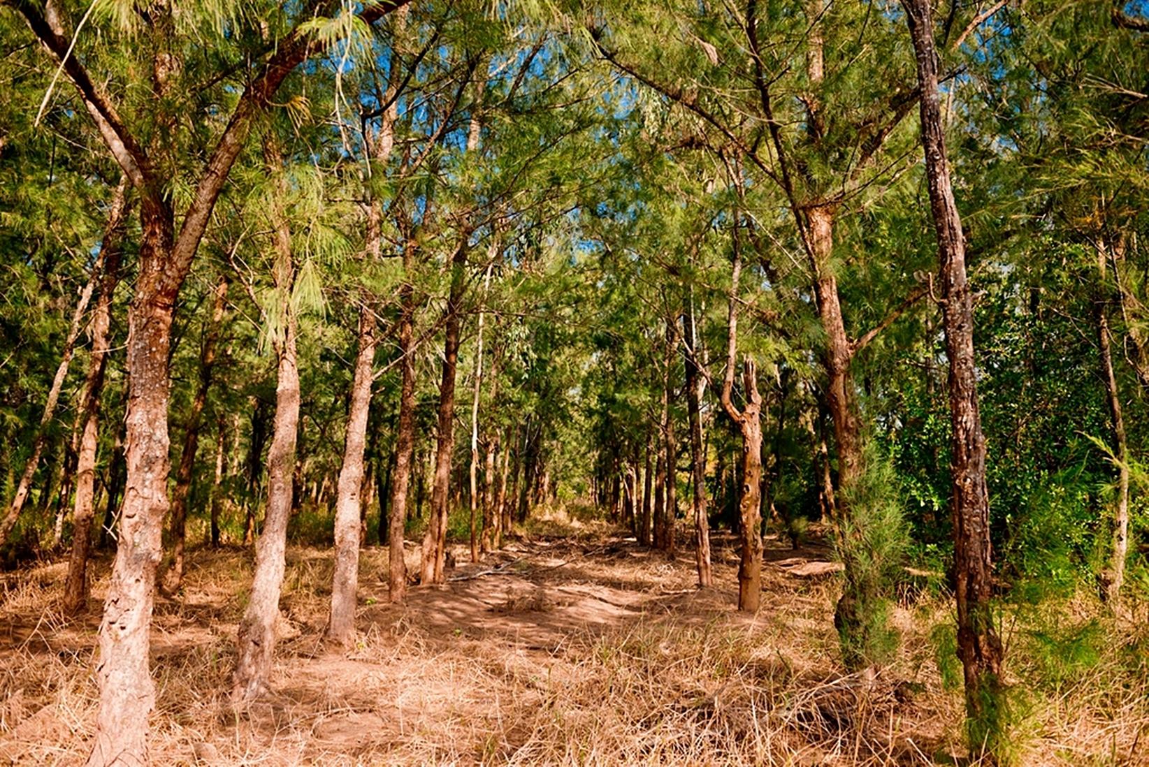 南部森林遊樂區 【南部森林遊樂區】台灣南部 5 座森林遊樂區，天然的活博物館，散步森林步道中享受芬多精 4 2026