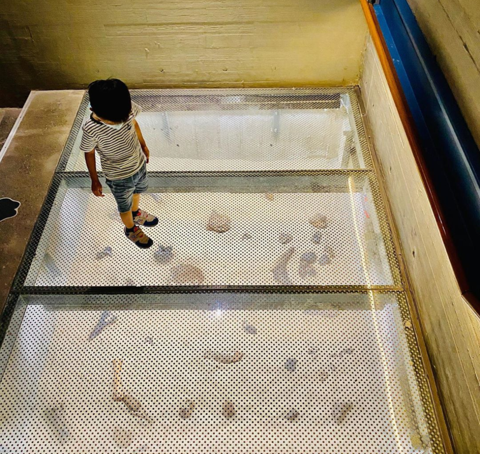 左鎮化石園區｜帶小孩看恐龍、長毛象，全臺唯一化石博物館一日遊攻略懶人包