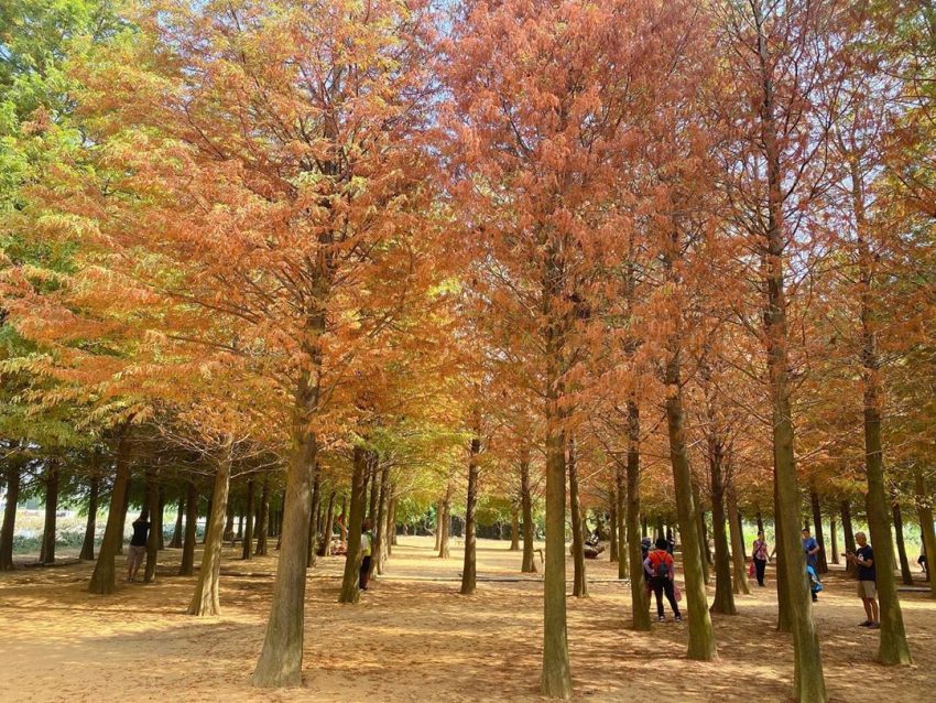 全台落羽松景點|網羅台灣落羽松秘境/落羽松大道、秋冬賞季期懶人包,快來一場唯美浪漫之旅吧! 全台落羽松景點|網羅台灣落羽松秘境/落羽松大道、秋冬賞季期懶人包,快來一場唯美浪漫之旅吧!