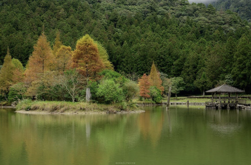 落羽松 落羽松秘境 落羽松步道