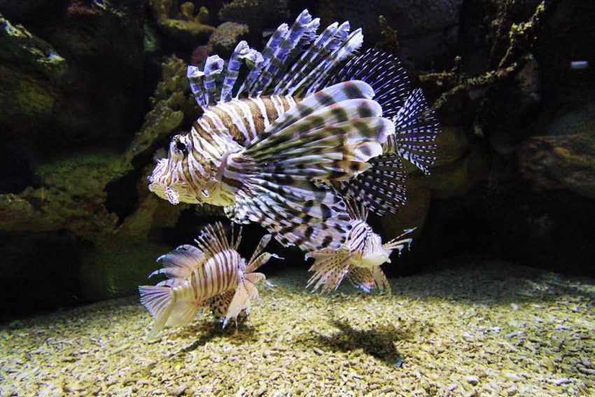【澎湖水族館】台灣離島唯一的「澎湖水族館」海洋生態一日遊、門票攻略 【澎湖水族館】台灣離島唯一的「澎湖水族館」海洋生態一日遊、門票攻略