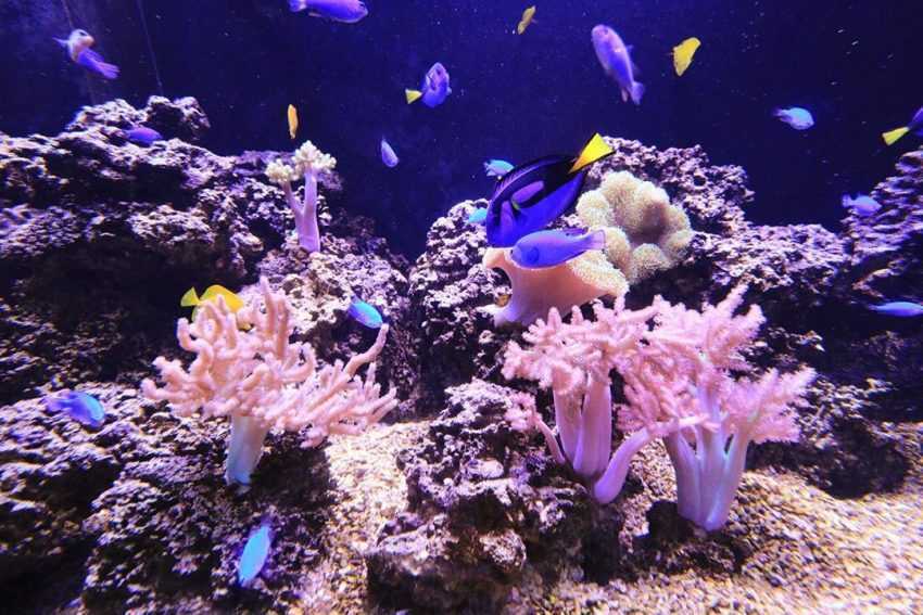 【澎湖水族館】台灣離島唯一的「澎湖水族館」海洋生態一日遊、門票攻略 【澎湖水族館】台灣離島唯一的「澎湖水族館」海洋生態一日遊、門票攻略