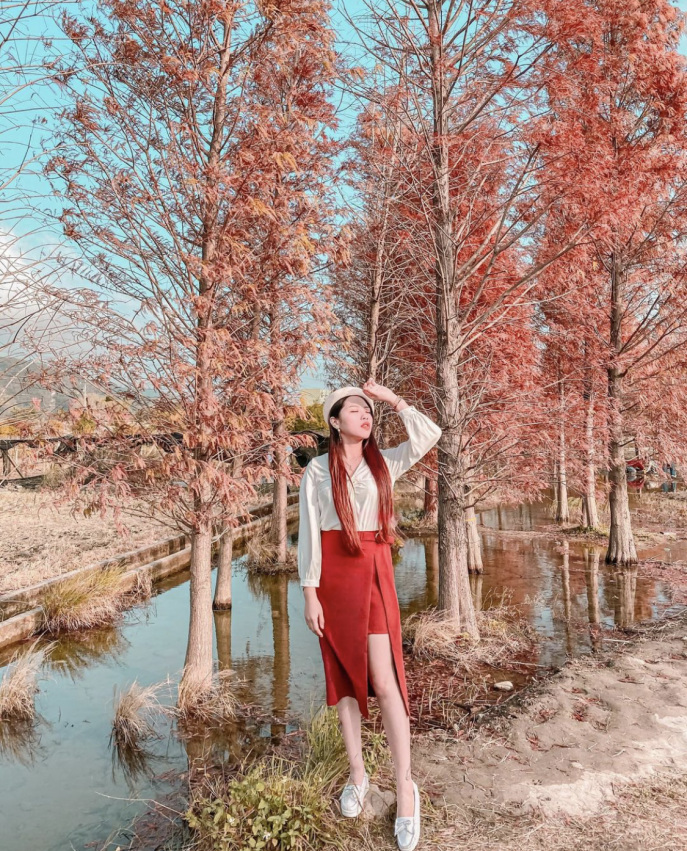 落羽松 落羽松秘境 落羽松步道