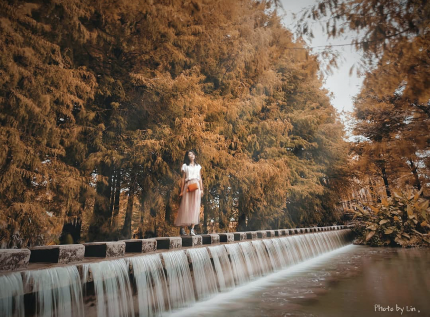 落羽松 落羽松秘境 落羽松步道