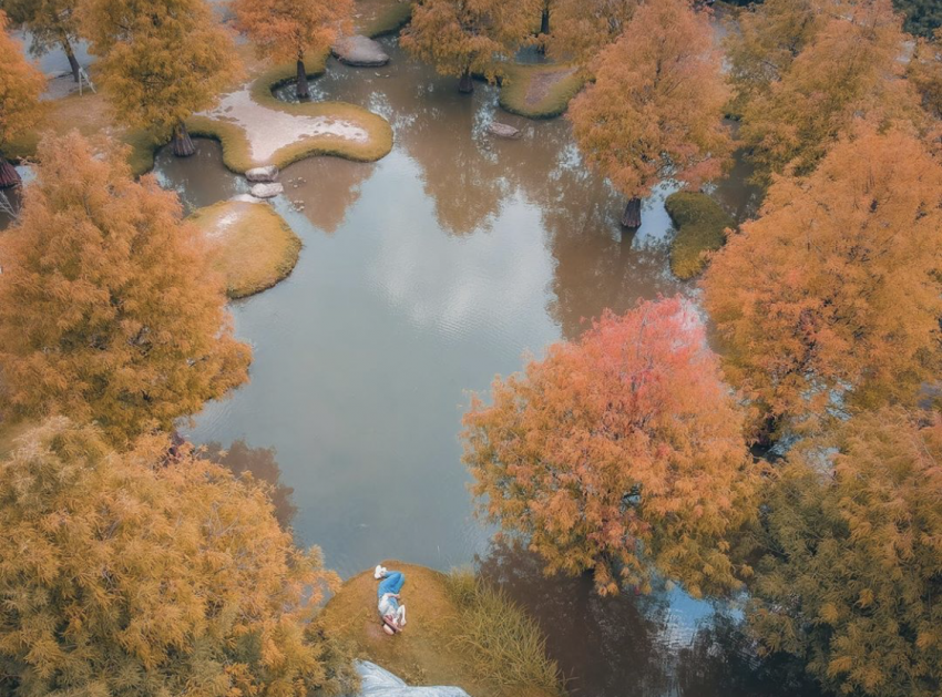 落羽松 落羽松秘境 落羽松步道