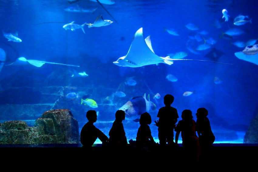 線上動物園 【全台】線上動物園、海洋樂園好療癒，小朋友在家也能看到超萌貓熊、長頸鹿、水豚君。 2 2026