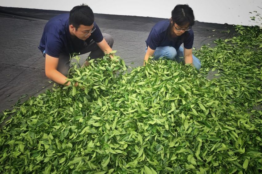 【阿里山茶】推薦｜帶你喝好茶，教你如何分辨金萱茶、烏龍茶、紅茶＆嚴選人氣阿里山茶家