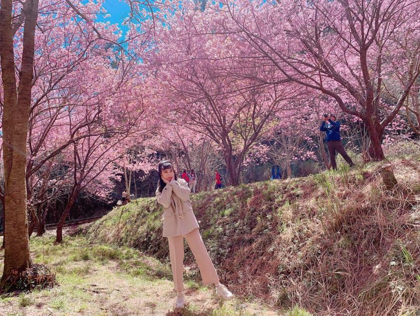 【台灣賞櫻景點】推薦全台超夯賞櫻花景點，春季賞櫻旅遊攻略【櫻花花期/賞櫻路線/交通指南】