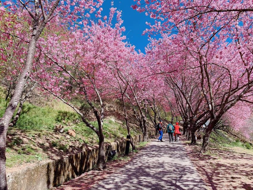 武陵櫻花季, 武陵農場, 和平景點, 台中景點台中景點推薦｜50個台中一日遊景點、最新展覽、親子旅遊、情侶約會、IG打卡路線