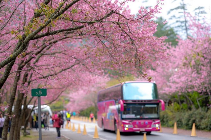 【武陵櫻花季賞櫻攻略】開花時間、優惠門票、即時天氣、拍照地點、交通管制、住宿資訊 【武陵櫻花季賞櫻攻略】開花時間、優惠門票、即時天氣、拍照地點、交通管制、住宿資訊