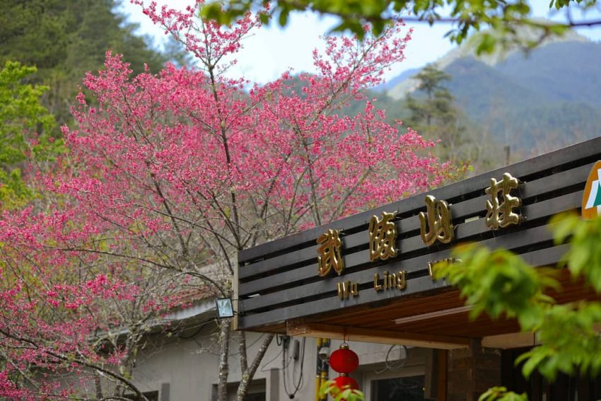 【武陵櫻花季】賞櫻攻略、開花時間、優惠門票、即時天氣、拍照地點、交通管制、住宿資訊一次攻略 【武陵櫻花季】賞櫻攻略、開花時間、優惠門票、即時天氣、拍照地點、交通管制、住宿資訊一次攻略