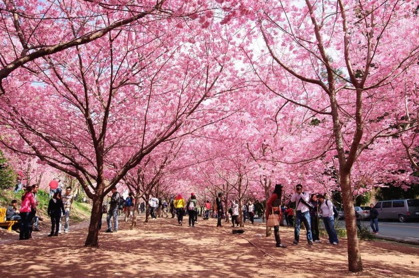 【武陵櫻花季賞櫻攻略】開花時間、優惠門票、即時天氣、拍照地點、交通管制、住宿資訊 【武陵櫻花季賞櫻攻略】開花時間、優惠門票、即時天氣、拍照地點、交通管制、住宿資訊