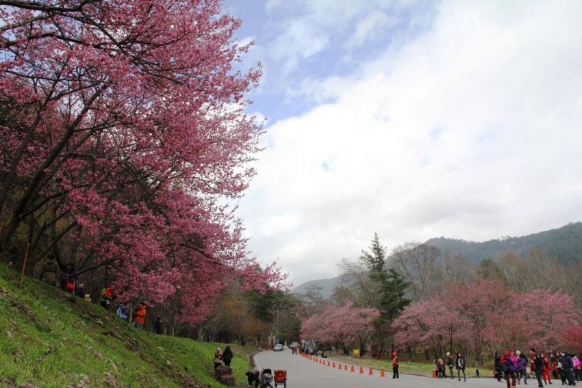 【武陵櫻花季】賞櫻攻略、開花時間、優惠門票、即時天氣、拍照地點、交通管制、住宿資訊一次攻略 【武陵櫻花季】賞櫻攻略、開花時間、優惠門票、即時天氣、拍照地點、交通管制、住宿資訊一次攻略