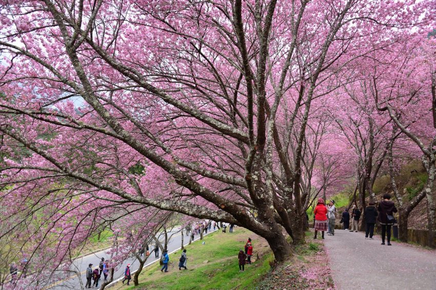 【武陵櫻花季】賞櫻攻略、開花時間、優惠門票、即時天氣、拍照地點、交通管制、住宿資訊一次攻略 【武陵櫻花季】賞櫻攻略、開花時間、優惠門票、即時天氣、拍照地點、交通管制、住宿資訊一次攻略