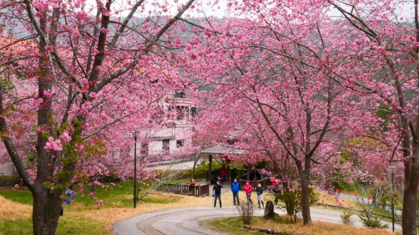 【武陵櫻花季】賞櫻攻略、開花時間、優惠門票、即時天氣、拍照地點、交通管制、住宿資訊一次攻略 【武陵櫻花季】賞櫻攻略、開花時間、優惠門票、即時天氣、拍照地點、交通管制、住宿資訊一次攻略