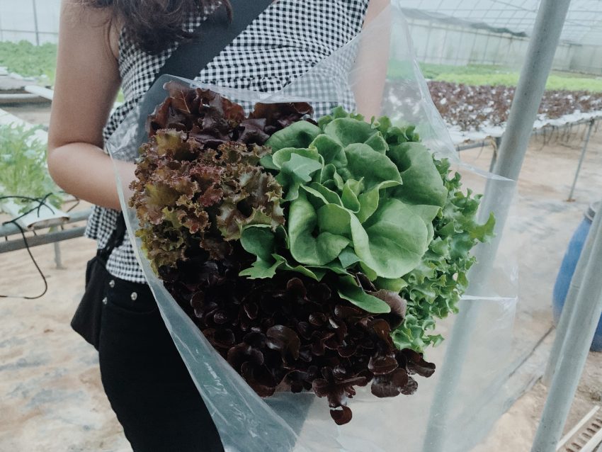 綠谷生菜沙拉2-來源：新竹市政府-新竹小塹有約