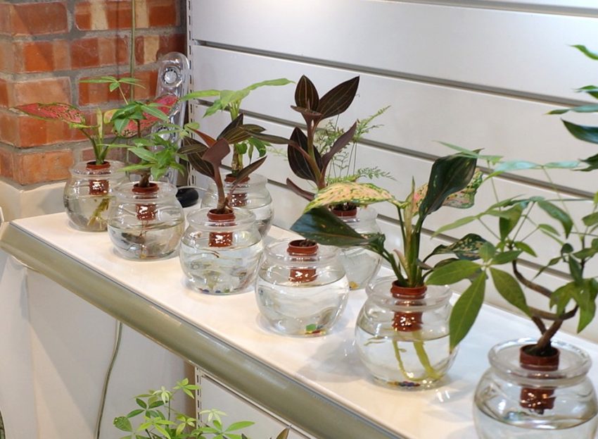 香山阿母(來源：新竹市政府-新竹小塹有約)