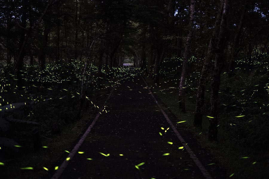 花蓮螢火蟲季【大農大富平地森林園區】全台最大螢火蟲景點,門票優惠、園區介紹,帶你騎腳踏車悠遊森林美景 花蓮螢火蟲季【大農大富平地森林園區】全台最大螢火蟲景點,門票優惠、園區介紹,帶你騎腳踏車悠遊森林美景