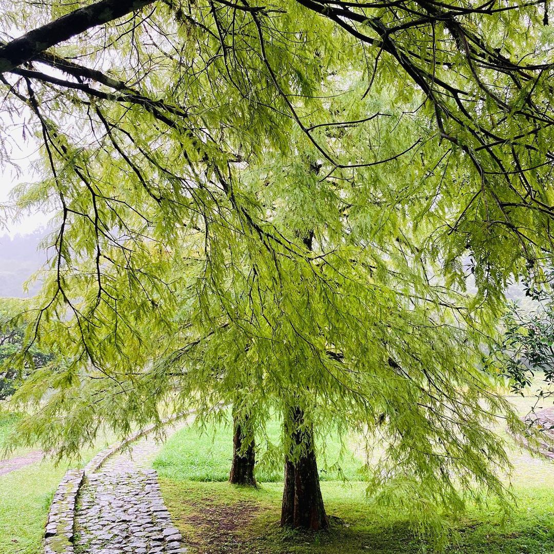 力麗馬告生態園區 力麗馬告生態園區