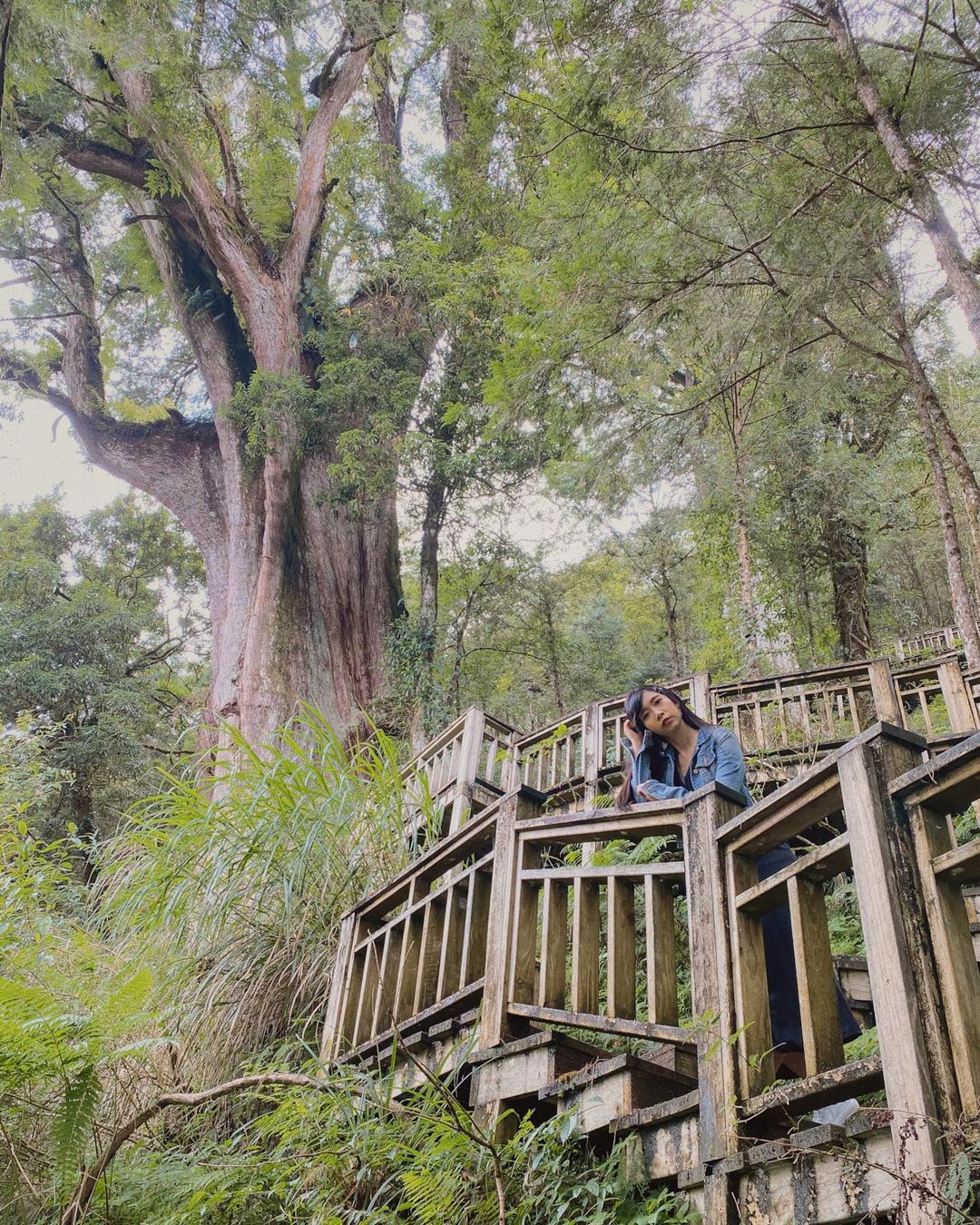 力麗馬告生態園區 力麗馬告生態園區