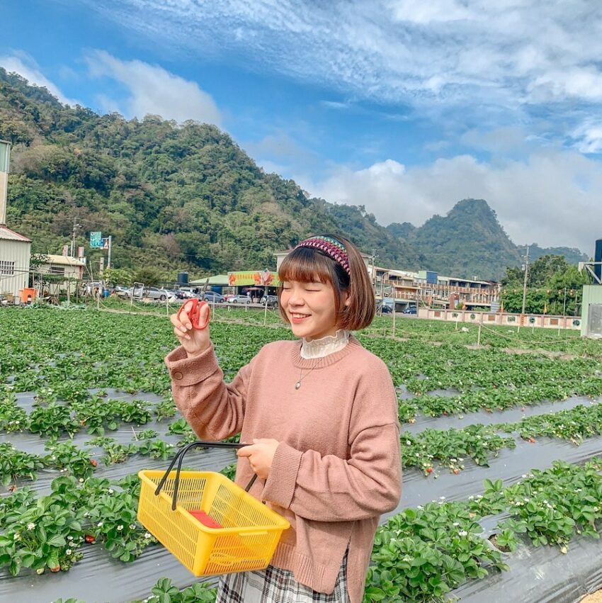 冬季節限定，苗栗大湖草莓季開跑！苗栗草莓攻略【好評草莓園/採收時間/草莓價格/】