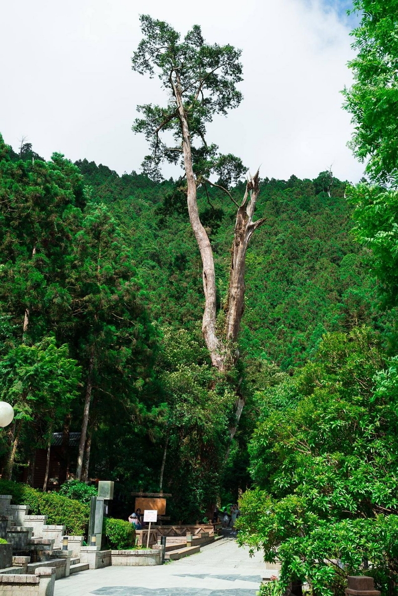 馬告生態園區 【2026力麗馬告生態園區】宜蘭馬告生態園區一日遊、明池棲蘭山莊交通與住宿懶人包 4 2026