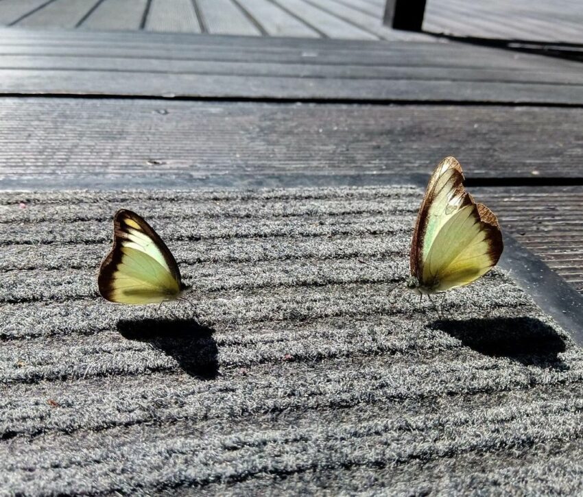 【滿月圓國家森林遊樂區】新北三峽滿月圓絕美雙瀑布,門票優惠與三峽步道攻略 【滿月圓國家森林遊樂區】新北三峽滿月圓絕美雙瀑布,門票優惠與三峽步道攻略