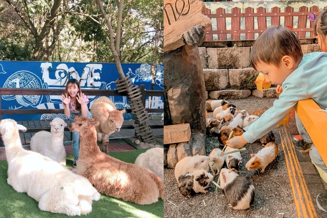 今夜星辰休閒農場｜可愛動物陪你玩、療癒的親子與情侶景點