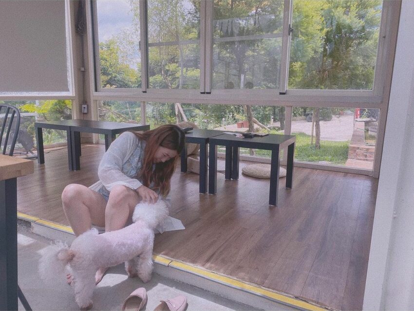 藏寶莊園是動物友善的店家 藏寶莊園店狗