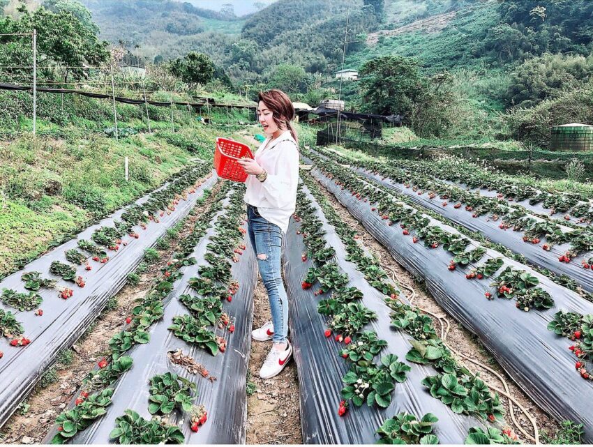 冬季節限定，苗栗大湖草莓季開跑！苗栗草莓攻略【好評草莓園/採收時間/草莓價格/】