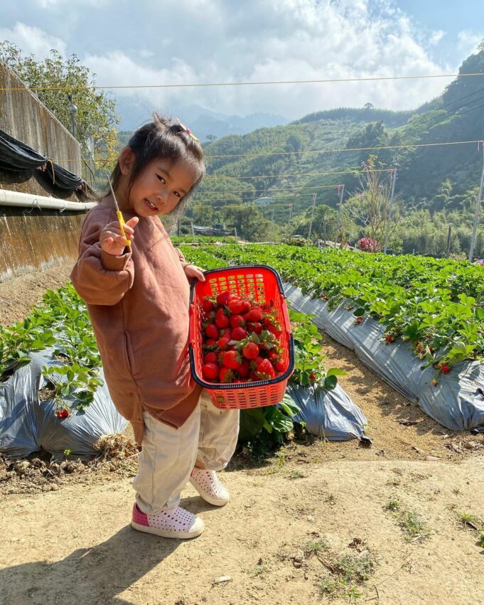 冬季節限定，苗栗大湖草莓季開跑！苗栗草莓攻略【好評草莓園/採收時間/草莓價格/】
