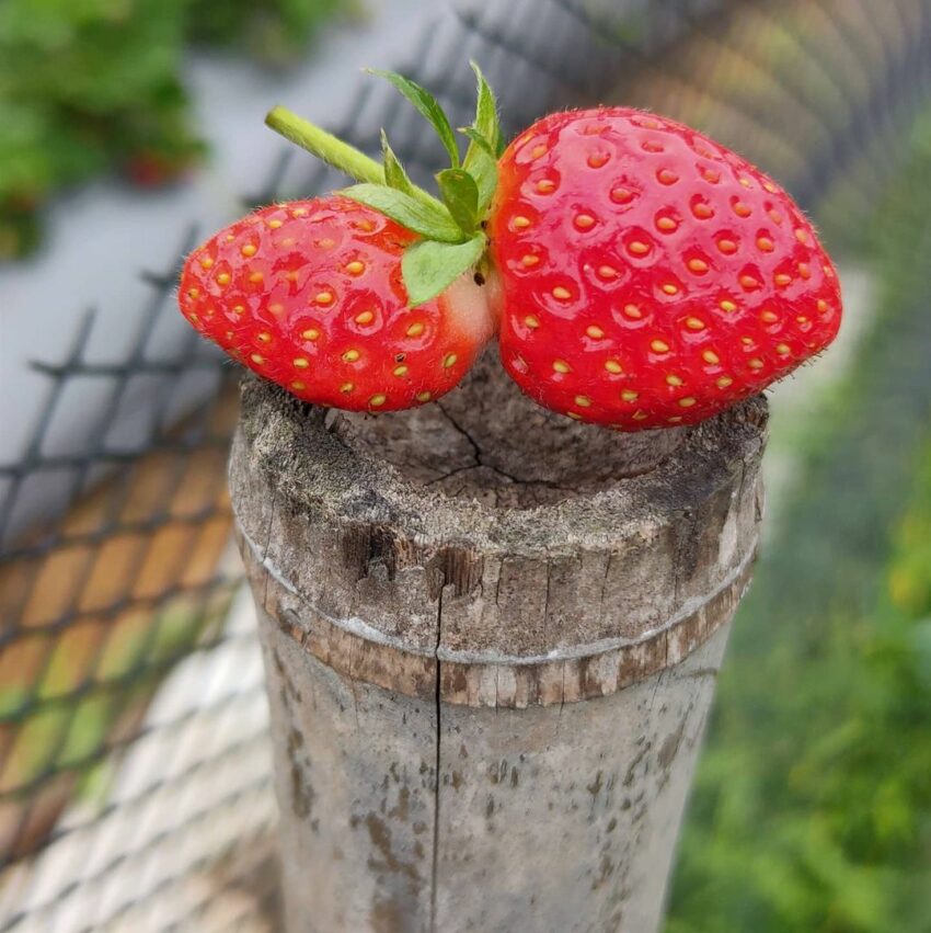 冬季節限定，苗栗大湖草莓季開跑！苗栗草莓攻略【好評草莓園/採收時間/草莓價格/】