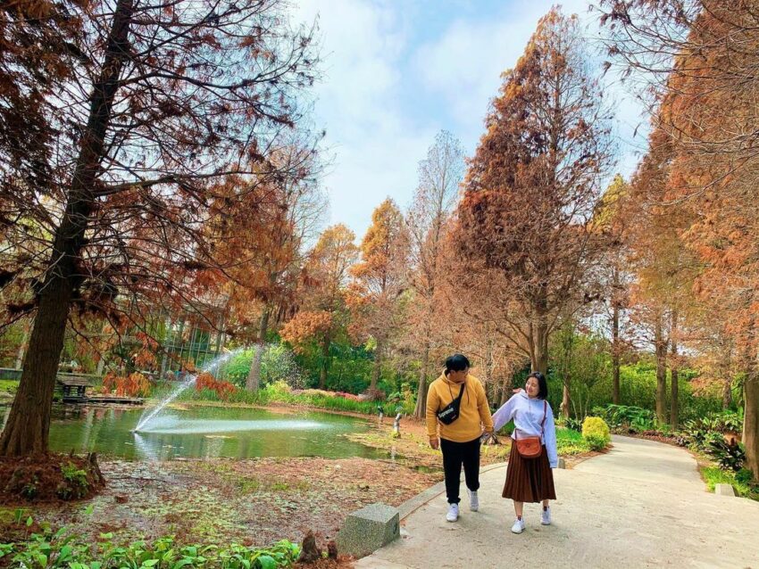 菁芳園｜浪漫落羽松、湖畔玻璃屋花園景觀餐廳，超夯彰化田尾景點