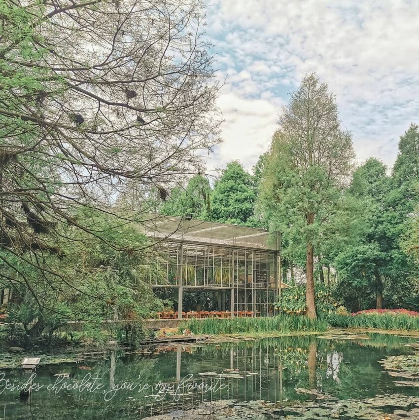 菁芳園｜浪漫落羽松、湖畔玻璃屋花園景觀餐廳，超夯彰化田尾景點