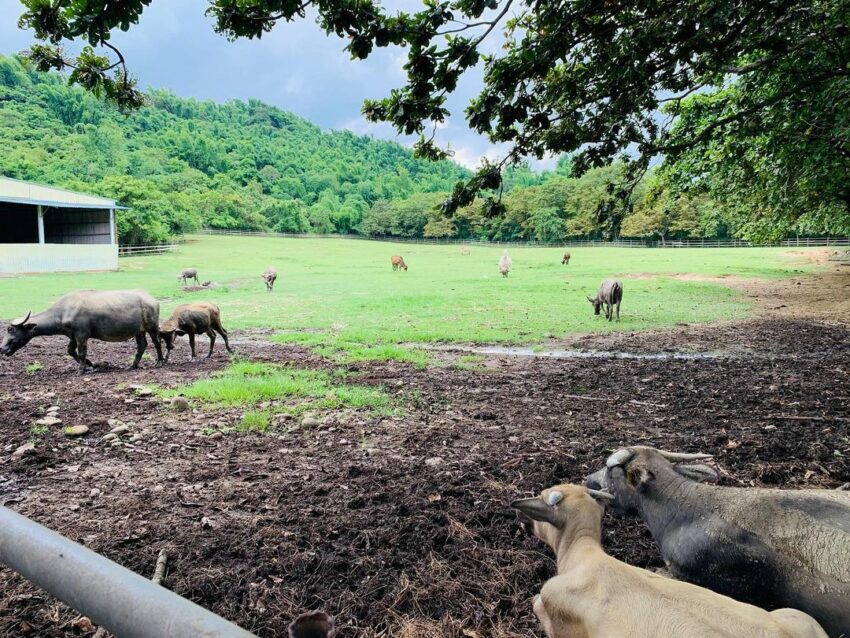 走馬瀨農場 放牧區 走馬瀨農場 放牧區