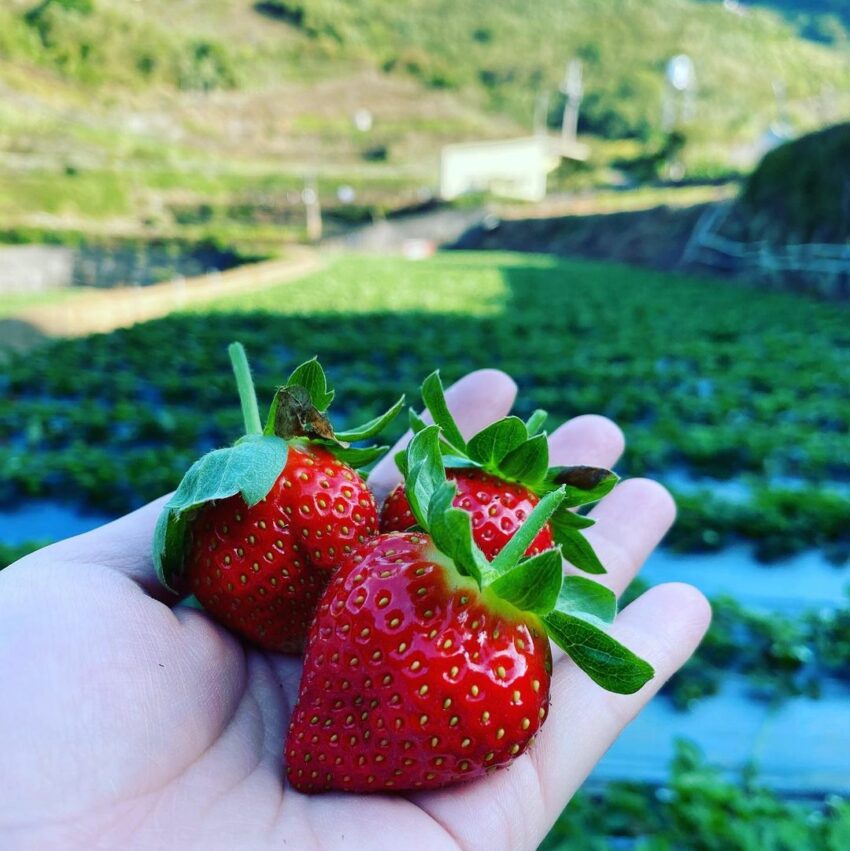 冬季節限定，苗栗大湖草莓季開跑！苗栗草莓攻略【好評草莓園/採收時間/草莓價格/】