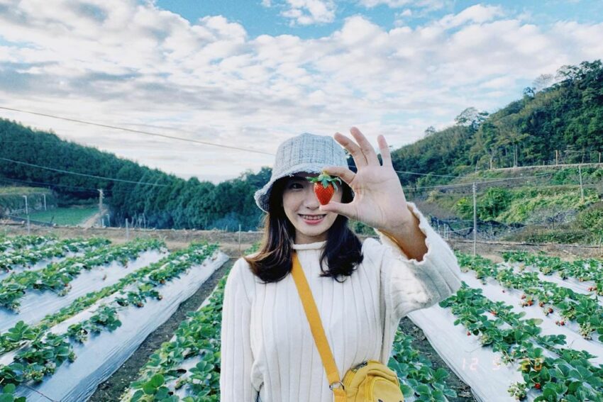 冬季節限定，苗栗大湖草莓季開跑！苗栗草莓攻略【好評草莓園/採收時間/草莓價格/】