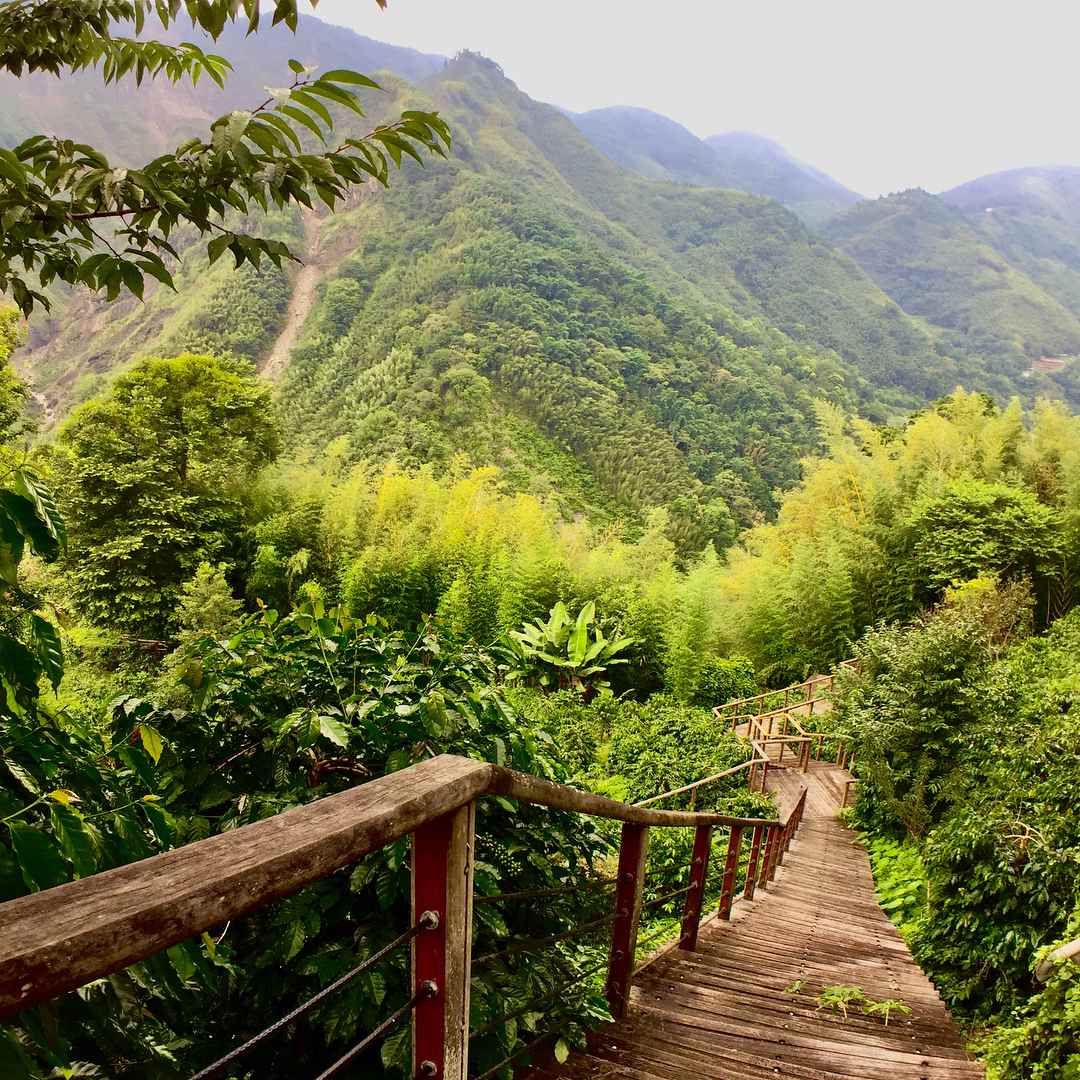 阿里山螢火蟲季｜揭開七大賞螢秘境，最佳螢火蟲季節、賞螢時間、賞螢注意事項全攻略