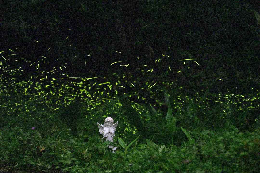 阿里山螢火蟲季｜揭開七大賞螢秘境，最佳螢火蟲季節、賞螢時間、賞螢注意事項全攻略