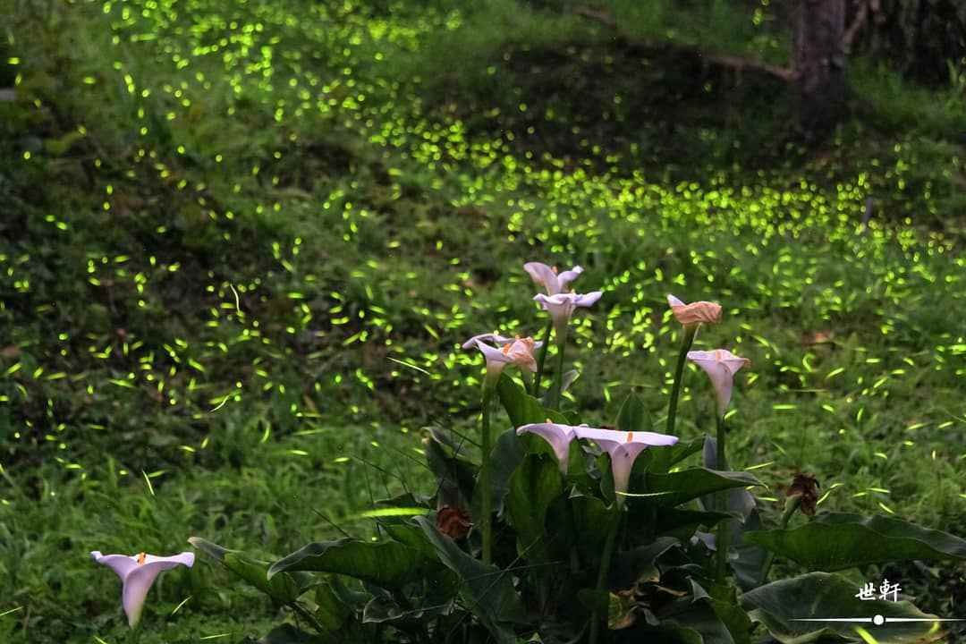阿里山螢火蟲季｜揭開七大賞螢秘境，最佳螢火蟲季節、賞螢時間、賞螢注意事項全攻略